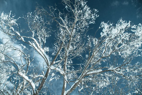 País cubierto de nieve —  Fotos de Stock