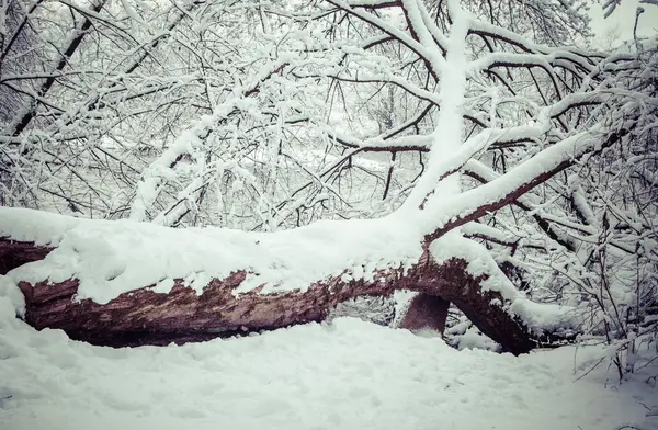 雪树 — 图库照片