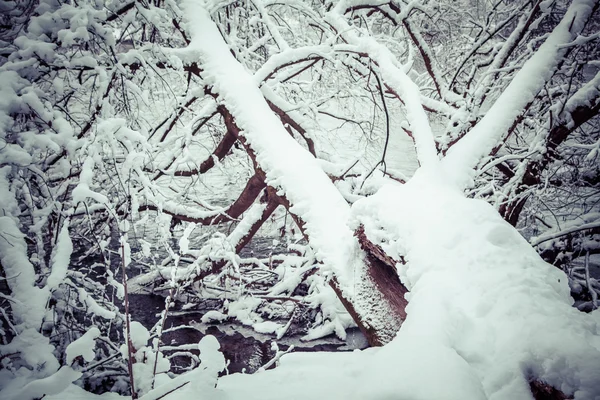 Χιονισμένο δέντρο — Φωτογραφία Αρχείου
