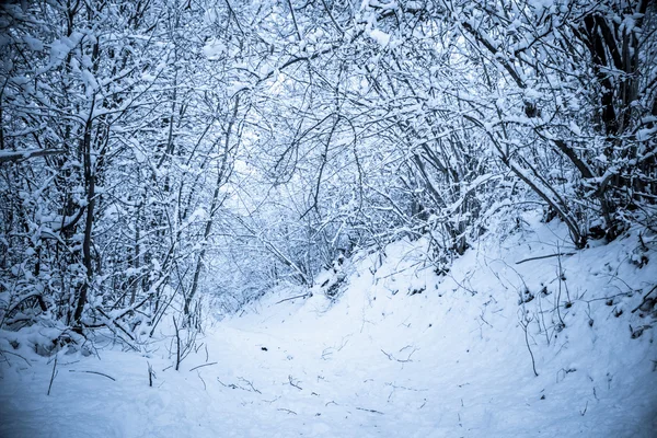 Vinter land — Stockfoto