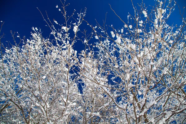 Snowy branch — Stock Photo, Image