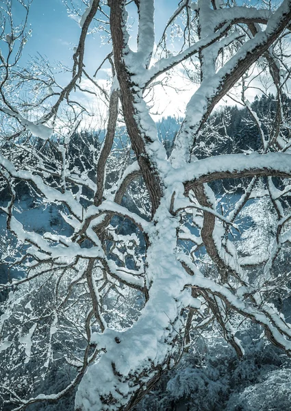 Snowy tree — Stockfoto