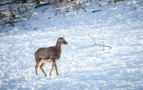Doe in winter country — Stock Photo, Image
