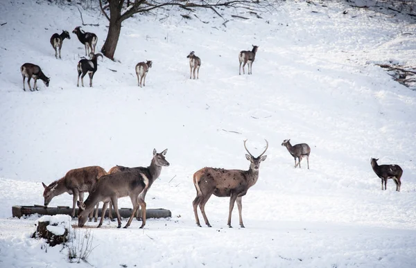 Herd of deer — Stock Photo, Image