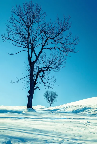Зимняя страна — стоковое фото