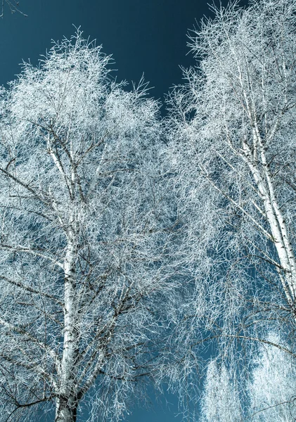 Hoarfrost on trees — Stock Photo, Image