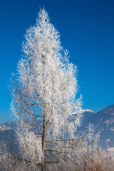 在树上的白霜 — 图库照片