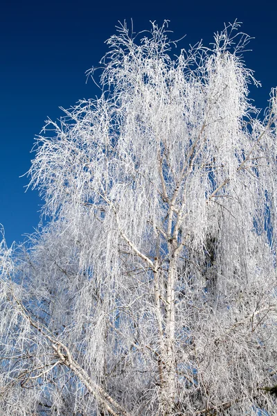 Hoarfrost en los árboles — Foto de Stock