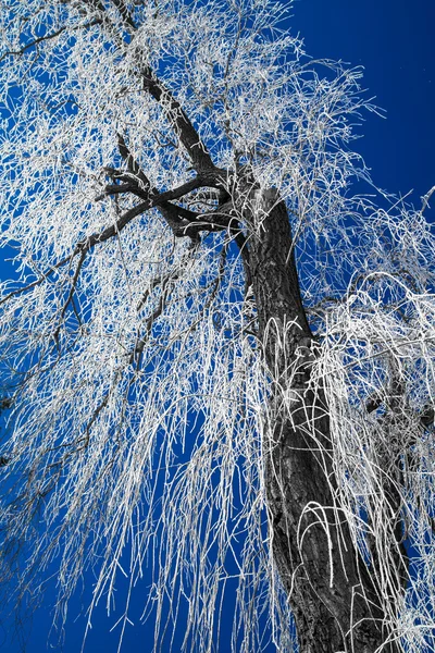 Hoarfrost em árvores — Fotografia de Stock