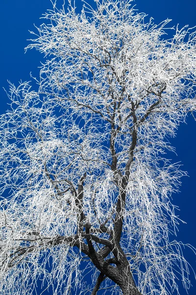 Hoarfrost em árvores — Fotografia de Stock