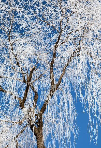 Hoarfrost en los árboles — Foto de Stock