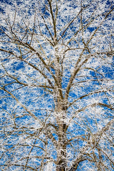 在树上的白霜 — 图库照片
