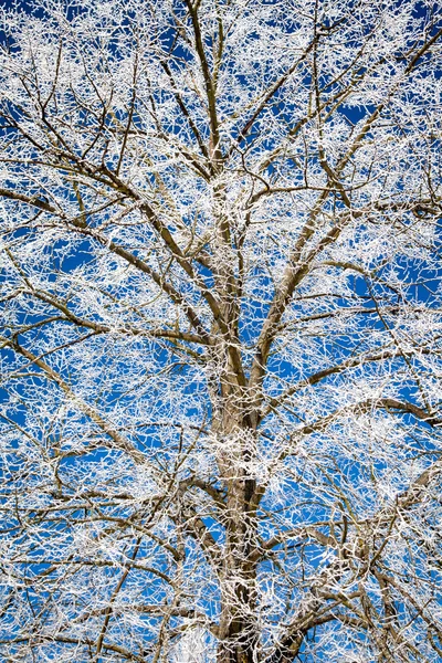 Hoarfrost en los árboles — Foto de Stock