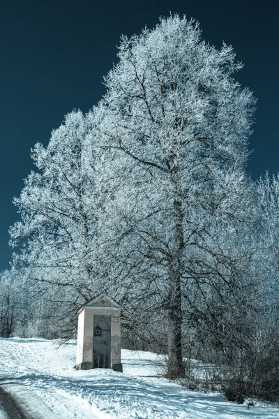 Hoarfrost on trees — Stock Photo, Image