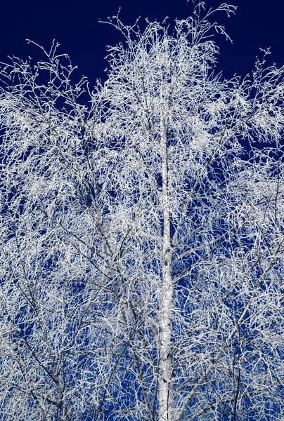 Hoarfrost sugli alberi — Foto Stock