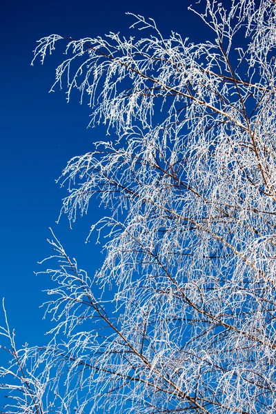 Hoarfrost on trees — Stock Photo, Image