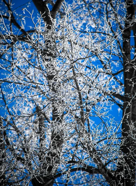 Hoarfrost on trees — Stock Photo, Image