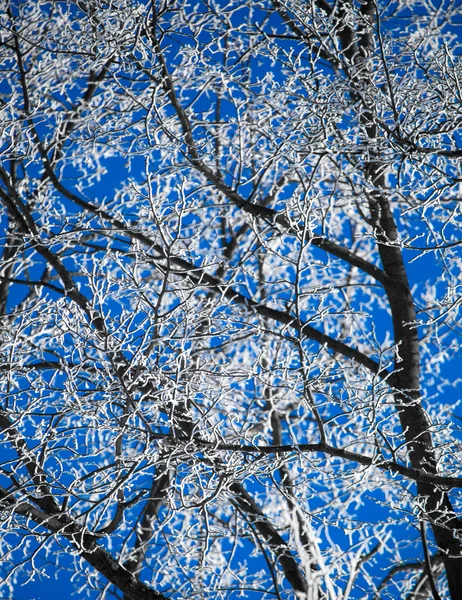 木に霜 — ストック写真
