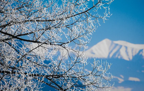 Winter landscape — Stock Photo, Image