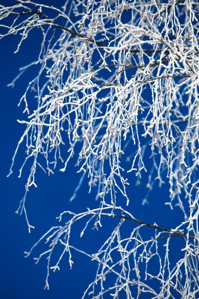 Hoarfrost sull'albero — Foto Stock