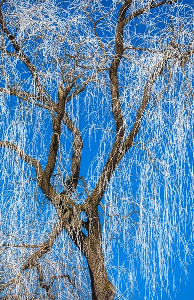 Gelée sur l'arbre — Photo