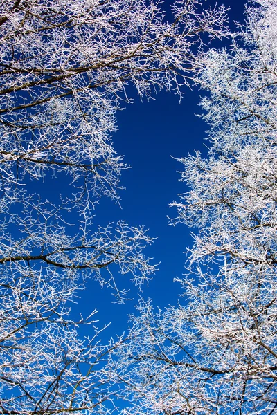 Hoarfrost na árvore — Fotografia de Stock