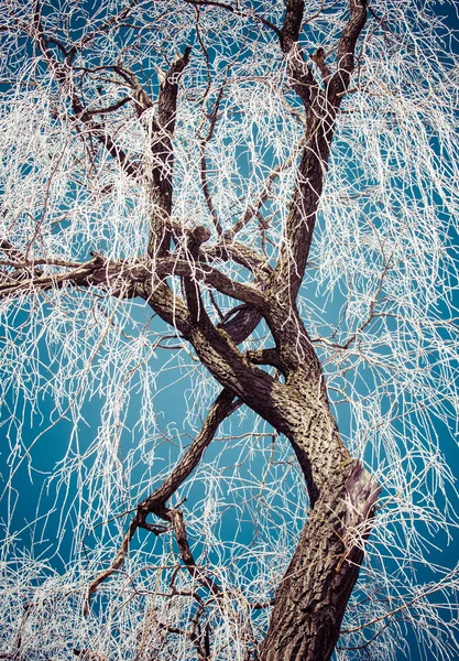 Hoarfrost on tree — Stock Photo, Image