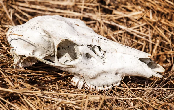 사슴의 두개골 — 스톡 사진