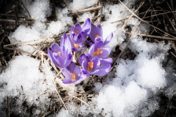 Violet flower - crocus — Stock Photo, Image