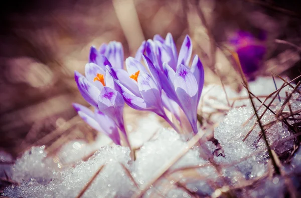 Violet flower - crocus — Stock Photo, Image