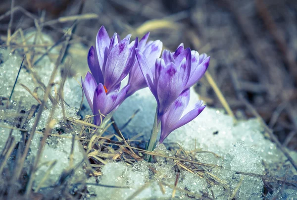 Violet flower - crocus — Stock Photo, Image