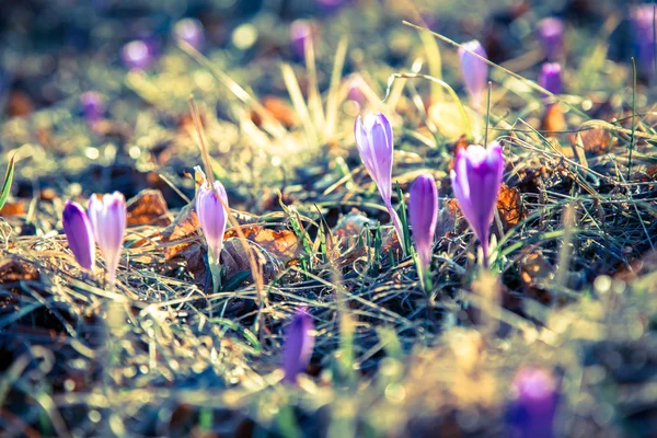 Violet flower - crocus — Stock Photo, Image