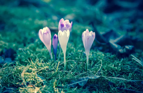Violet flower - crocus — Stock Photo, Image