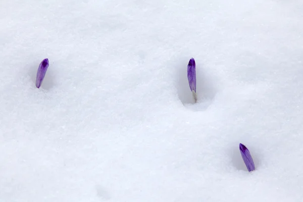 Крокус и снег — стоковое фото