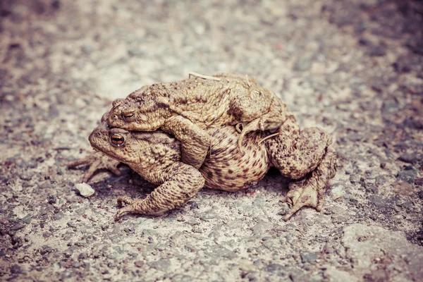 짝짓기 하는 개구리 — 스톡 사진