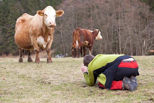 Man and cow — Stock Photo, Image