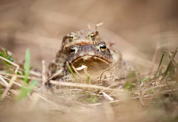 Mating frogs — Stock Photo, Image
