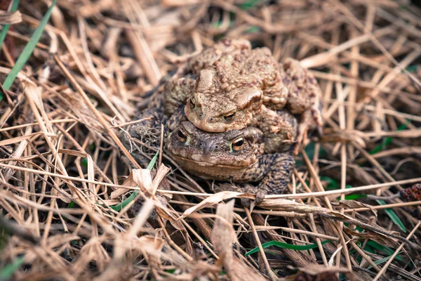 Ranas de apareamiento — Foto de Stock