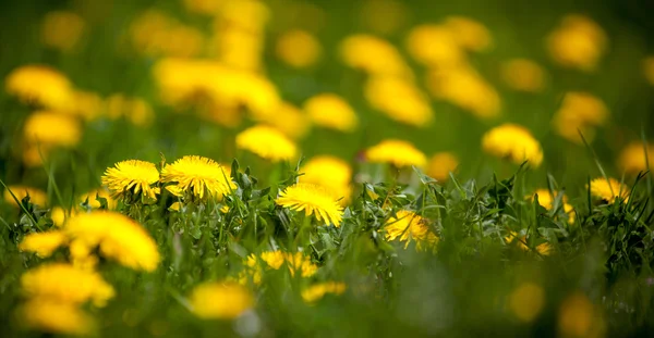 Paardenbloemen — Stockfoto