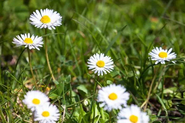 Madeliefjes — Stockfoto