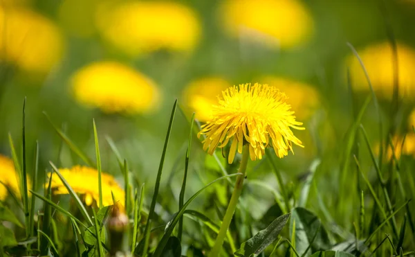 Paardenbloemen — Stockfoto