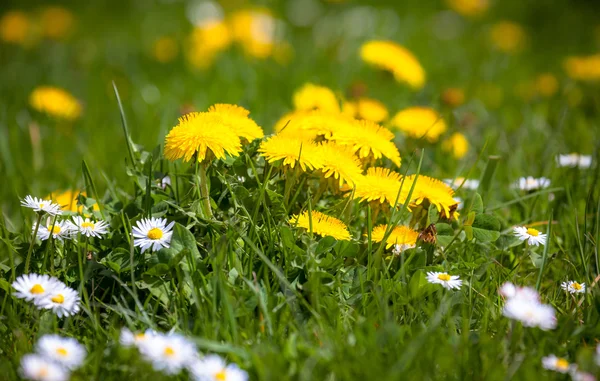 Paardenbloemen — Stockfoto