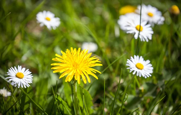 Paardenbloemen — Stockfoto