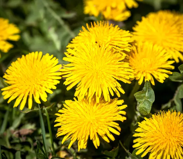 Paardenbloemen — Stockfoto