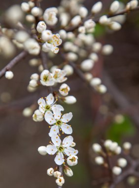 Ağaçta beyaz çiçek