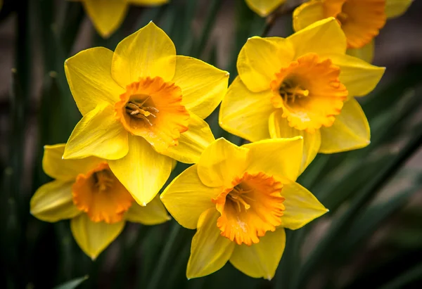 Yellow narcissus — Stock Photo, Image