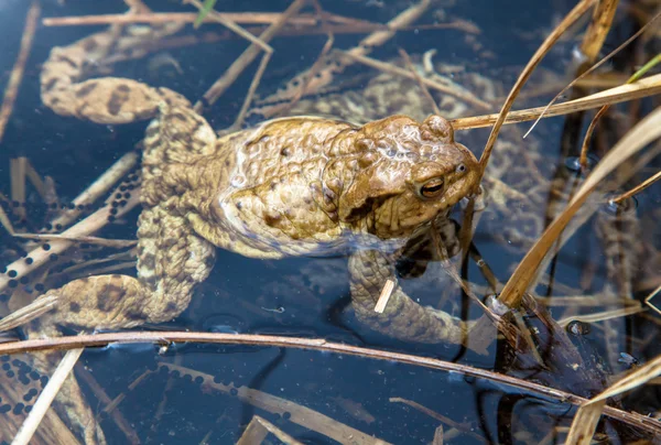 Rana en el agua — Foto de Stock