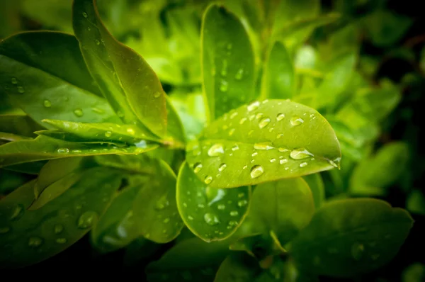 Goccia d'acqua sulle foglie — Foto Stock