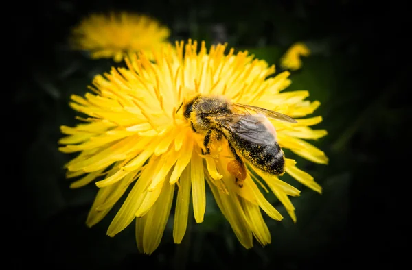 Abeille sur fleur — Photo