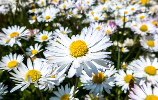 Madeliefjes — Stockfoto